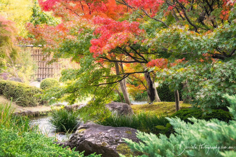 Spectacular autumn foliage along a small creek at Koko en Japanese Gardens